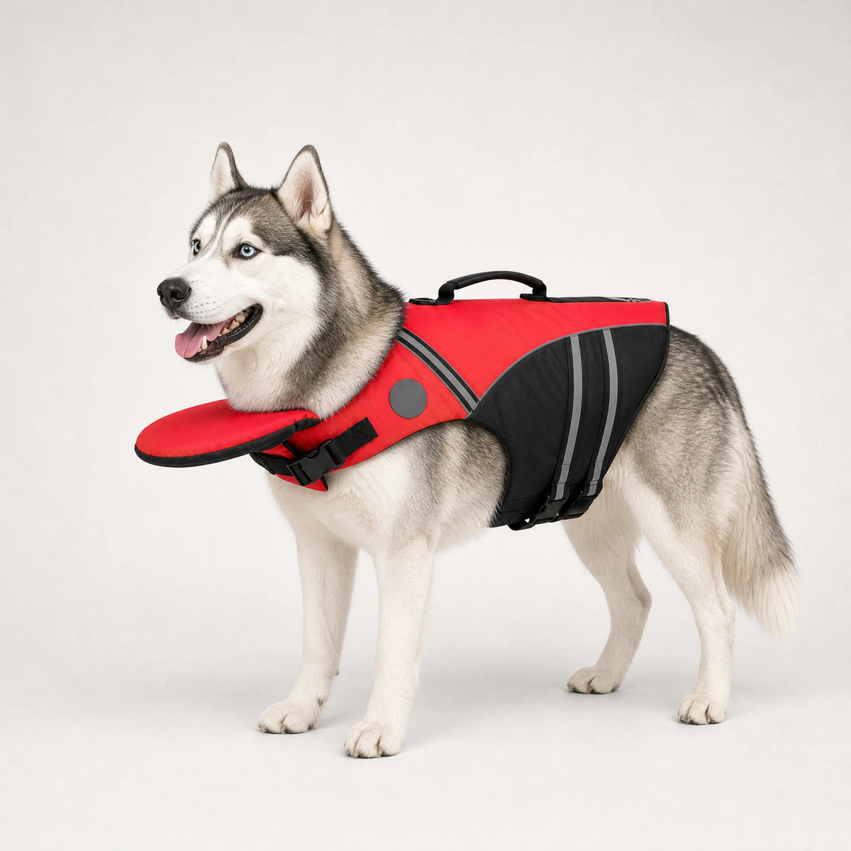 Red dog life jacket on a husky