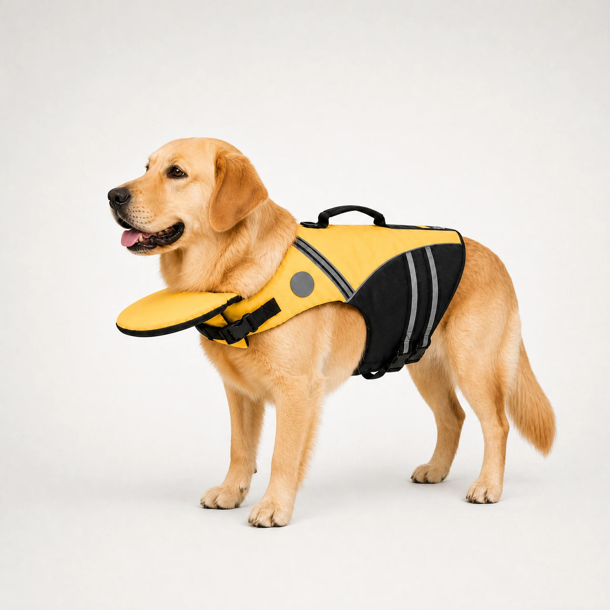 Yellow dog life jacket on a labrador