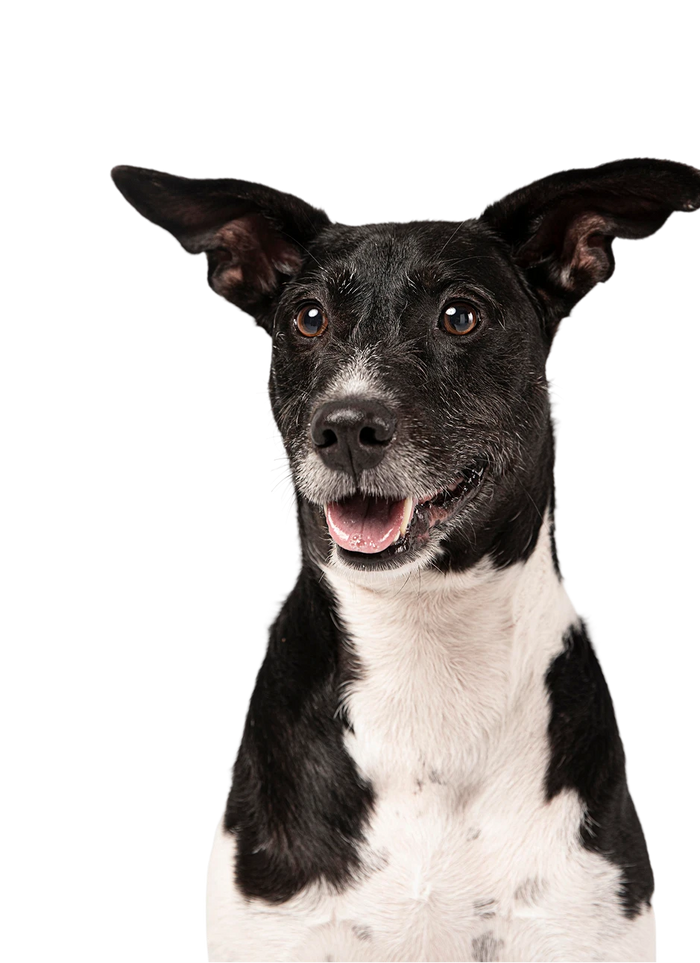lj-vet-2 reduces panic and water intake